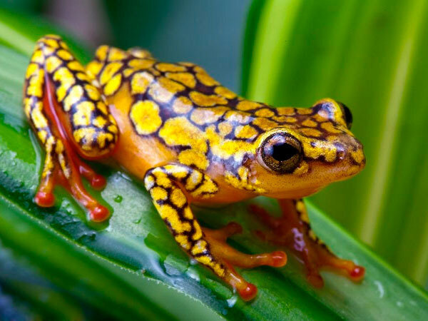 grenouille1