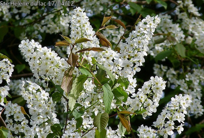 Fleurs d'un blanc pur longues grappes cylindriques après les feuilles