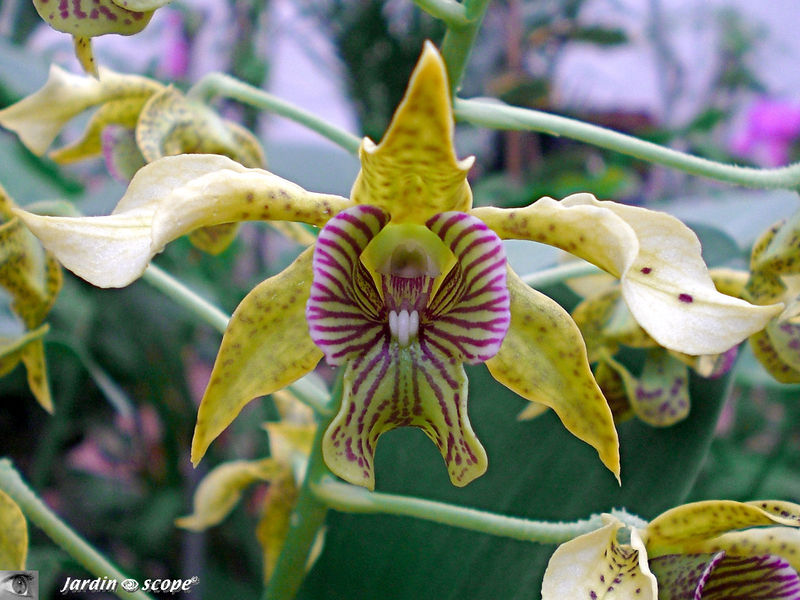 Exposition d'Orchidées 2009