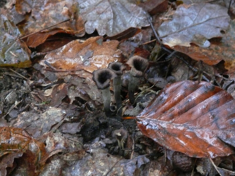 R1270702