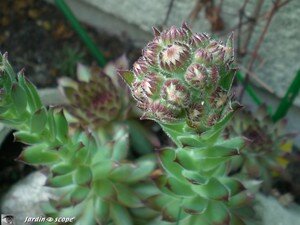 Joubarbe • Sempervivum tectorum