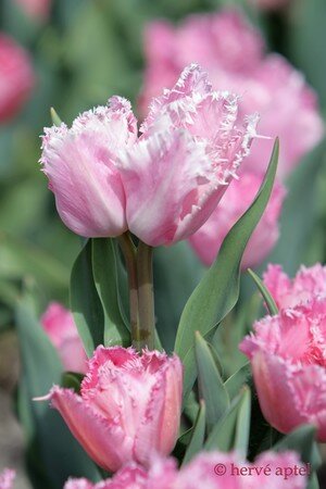 IMG_2252copie