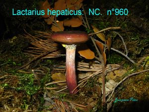 Lactarius hepaticus n°960