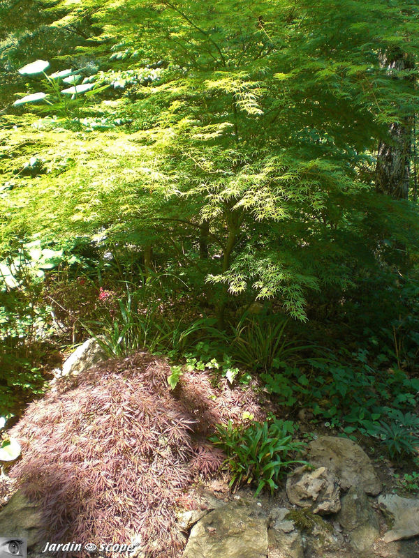 Contraste de feuillages
