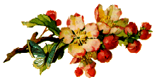 Branche_fleurs