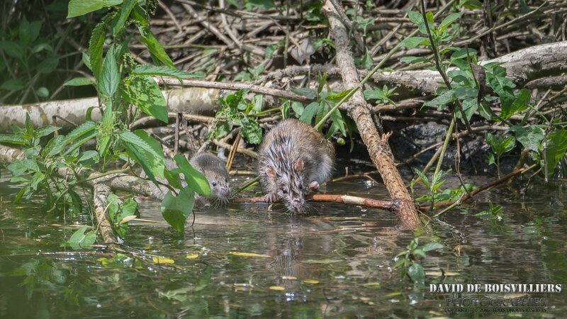 Rats des villes en famille