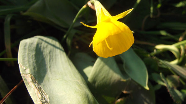 fleur_jaune