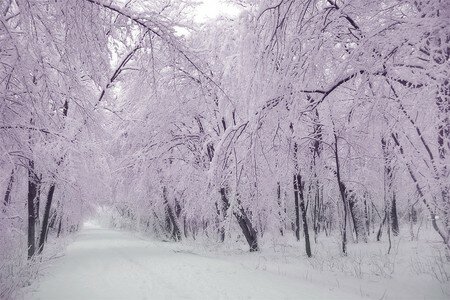 Fairys_winter_by_ssilence