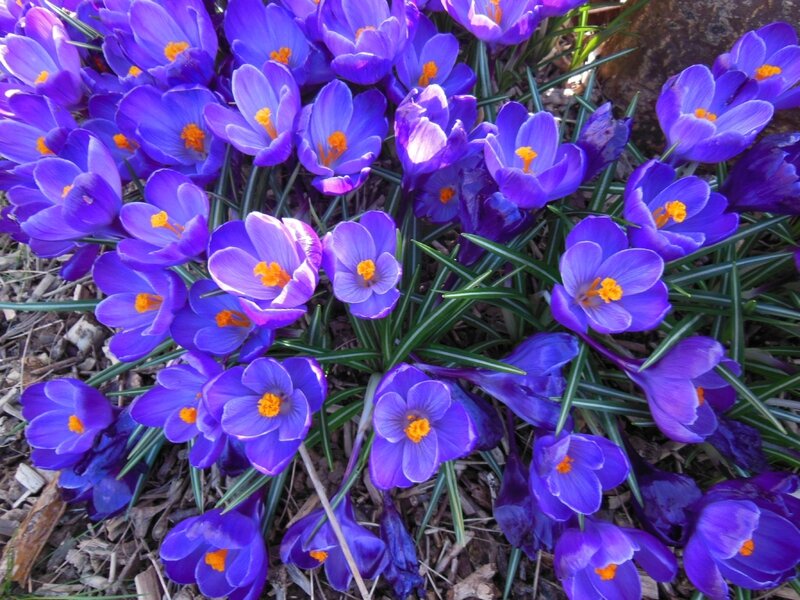 CROCUS (3)