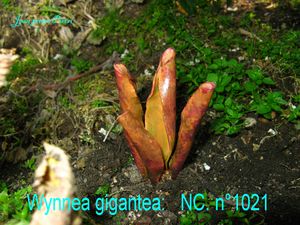 Wynnea gigantea n°1021