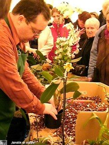 Atelier de conseils de culture, refloraison et rempotage d'Orchidées