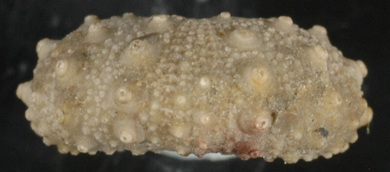 Caenopedina gigniacensis 40321a