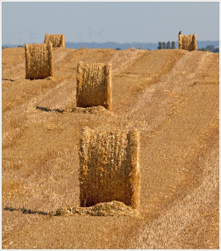 plaine paille eoliennes AM 090716