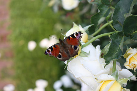 VARSOVIE_JARDIN_BOTANIQUE_170709_S_292