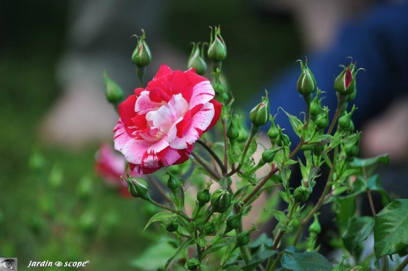 Rosier Excentrique