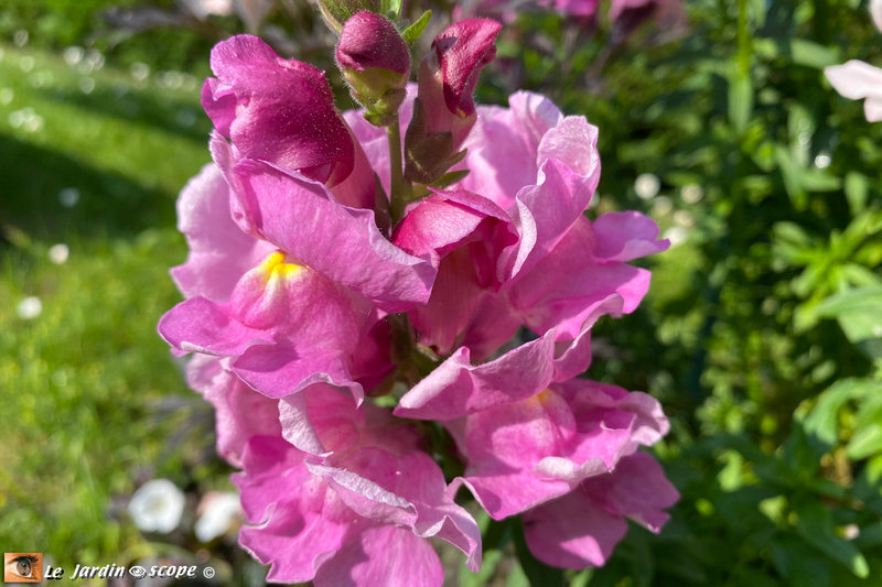 Muflier-rose