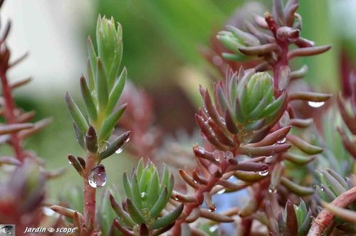 Sedum reflexum