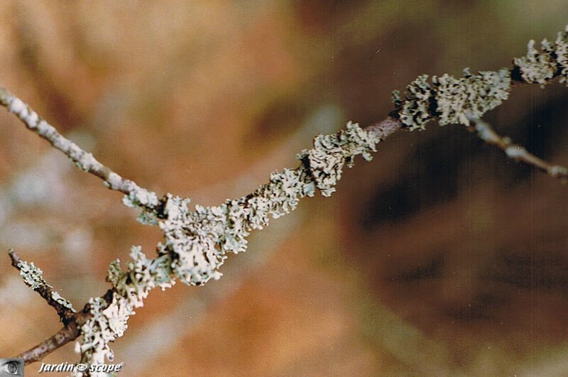 Physcia tenella