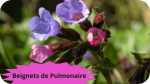 33 PULMONAIRE(4)Beignets de Pumonaire-modified