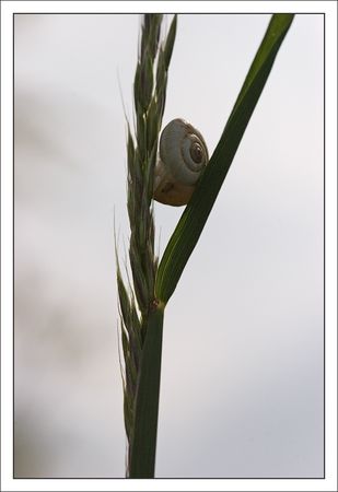 plaine_escargot_herbe_en_V_130510