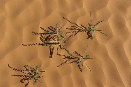 desert_fleur_625446