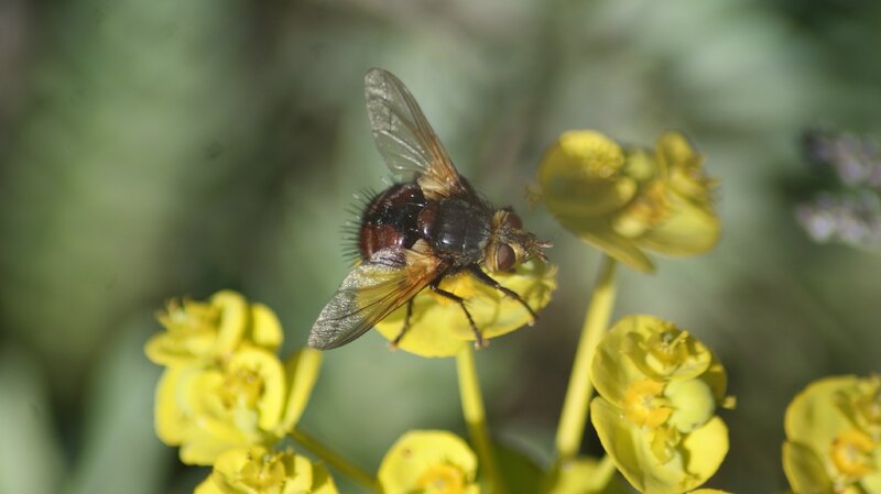 =rhingia campestris40