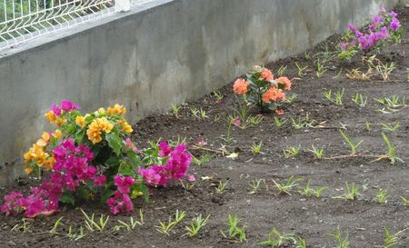 2 bougains et un ixora au fond un laurier fleurs - Copie