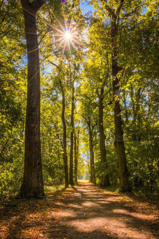 soleil dans les arbres