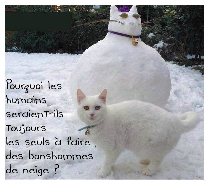 chat de neige