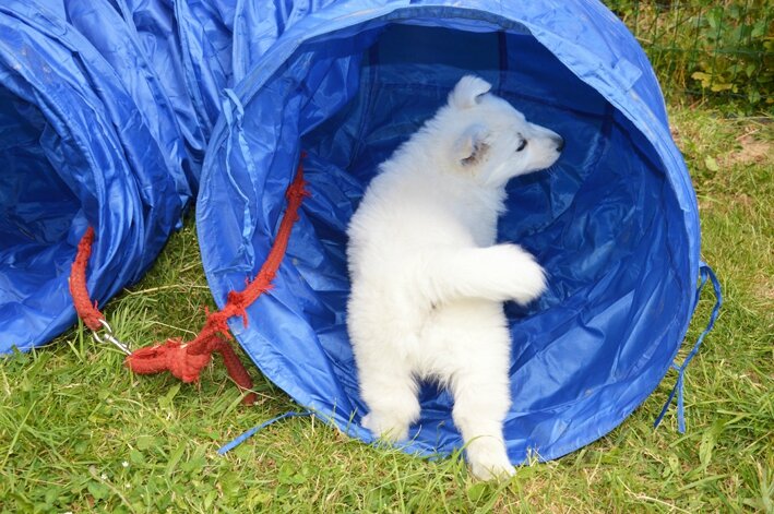 découverte du tunnel d'agility chez le chiot