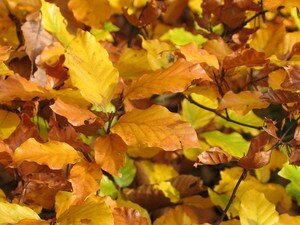 automne_feuilles_jaunes_rousses