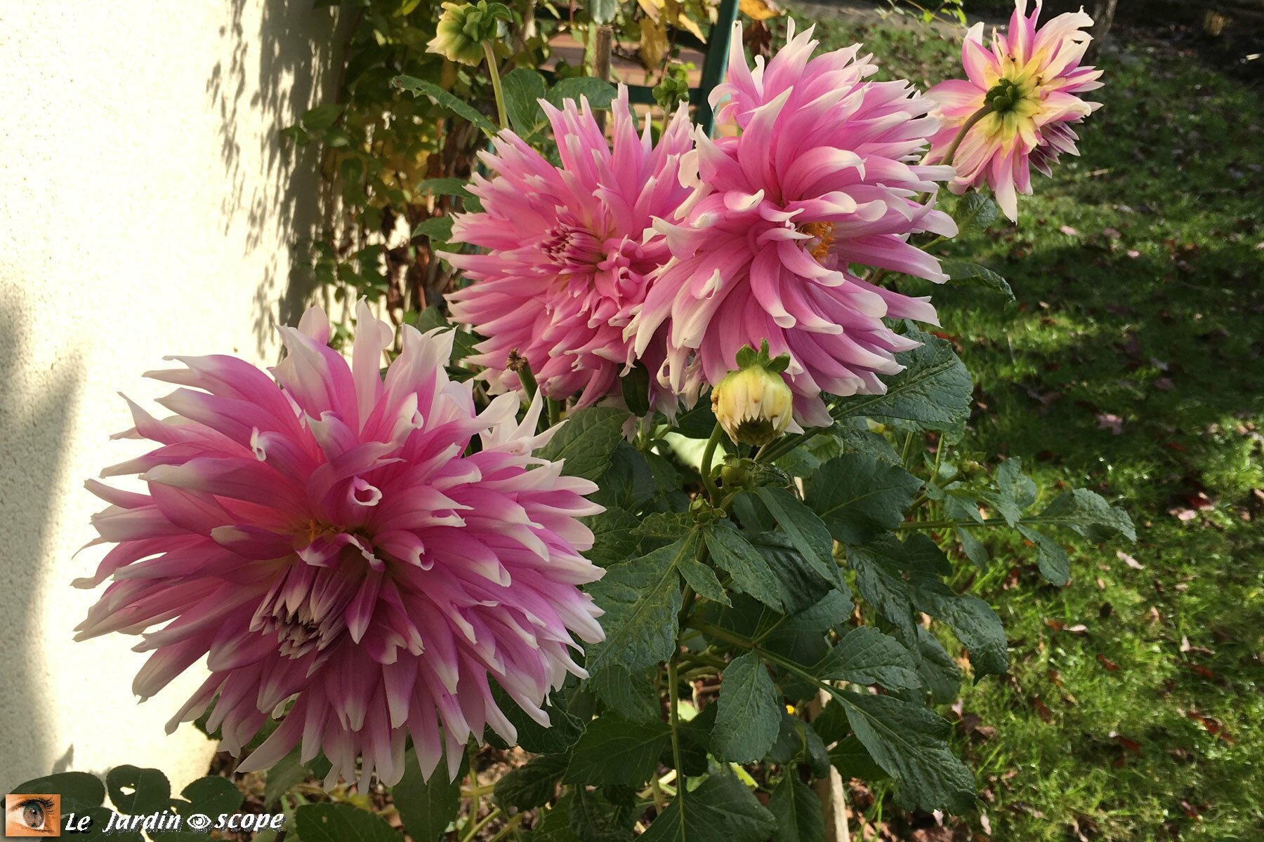 Dahlia 'Balade'