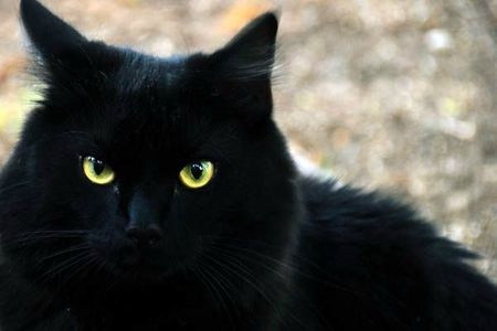 chat-noir-3000
