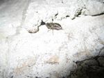 drosophyle