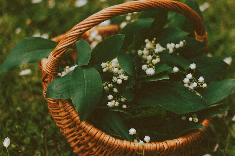 muguet_4