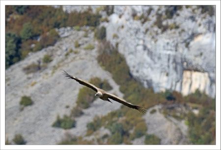 lulu vautour monte montagne 251011