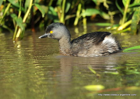 grebe__5_