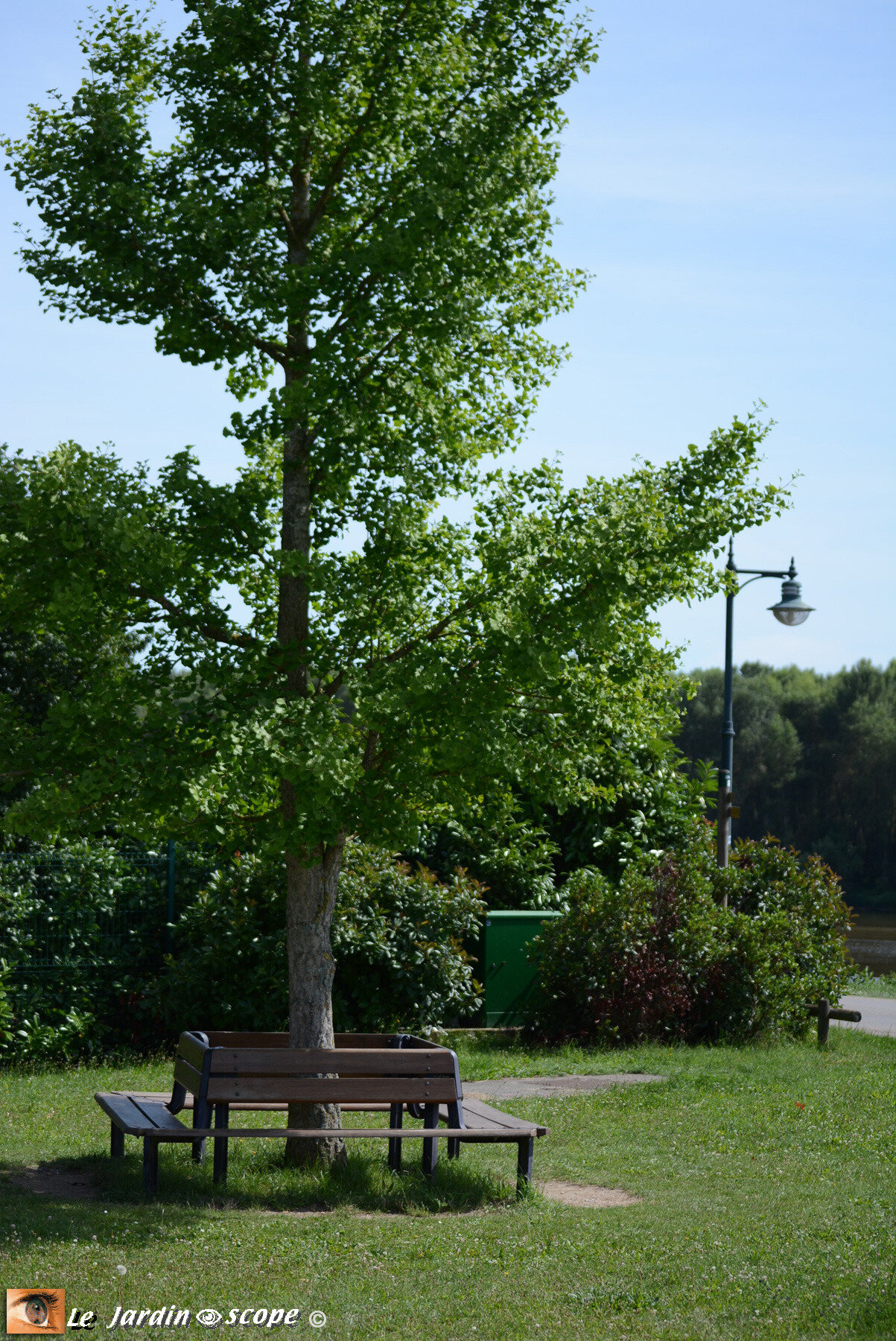 Banc en carré autour d'un arbre (45) Combleux