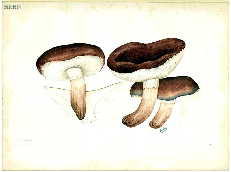210 Tricholoma albobrunneum fracticum b