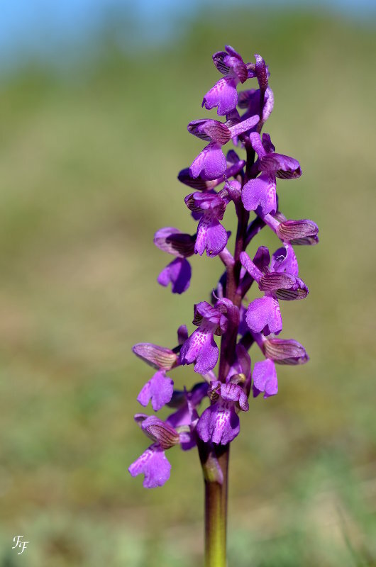 a2015_04_19_orchis_morio_hampe