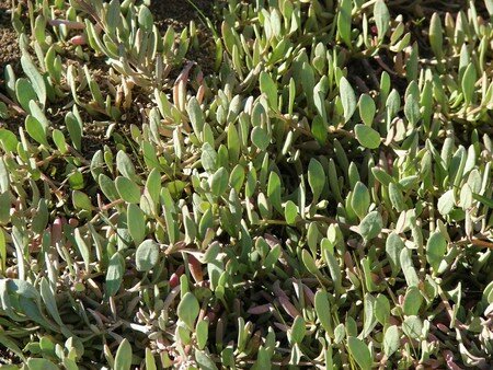 fDSC08016_Obione__ou_Arroche_Faux_pourpier___Obione_portulacoides_Moq