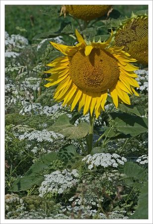 plaine_tournesols_fleurs_blanches_020809