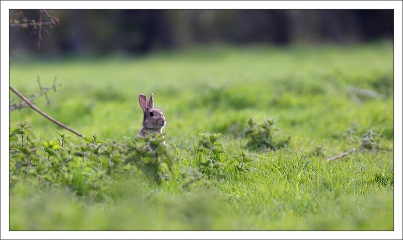 Somme lulu lapin verdure 1 250412