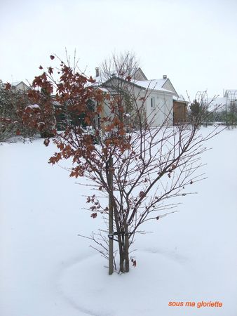 l'érable sous la neige