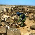 Le déminage au Sahara occidental