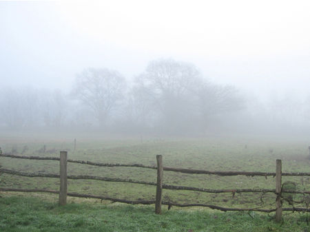 3_arbres_par_brouillard