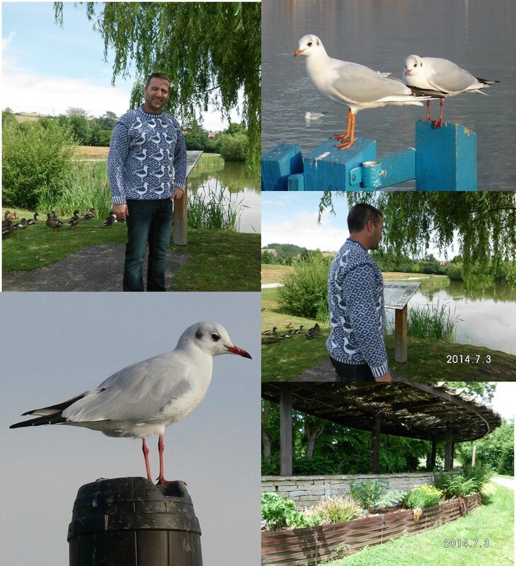 seagull3