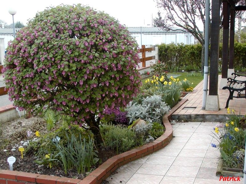 Jardin devant avec le groseiller en fleurs