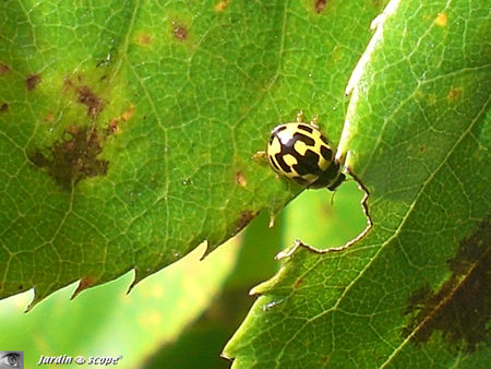 Coccinelle_14_points