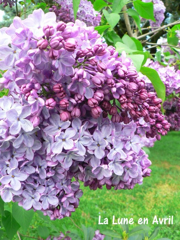 Lilas